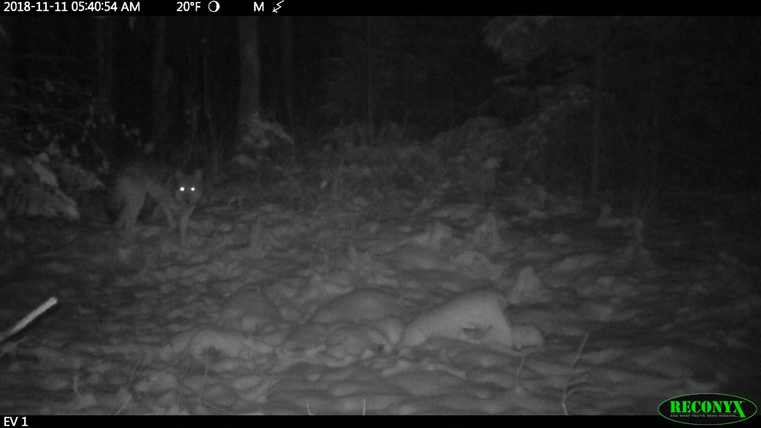 A grayscale photo shows a wolf with reflections in its eyes standing atop snow in a clearing of a wooded area, with trees in the background.