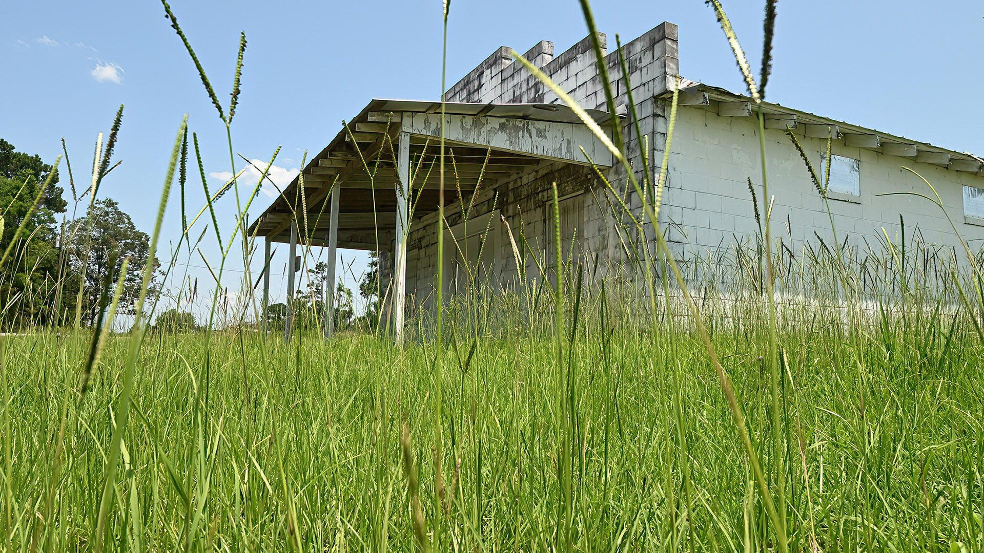 A low-angle view shows tall grasses in the foreground and a weathered single-story building in the background.