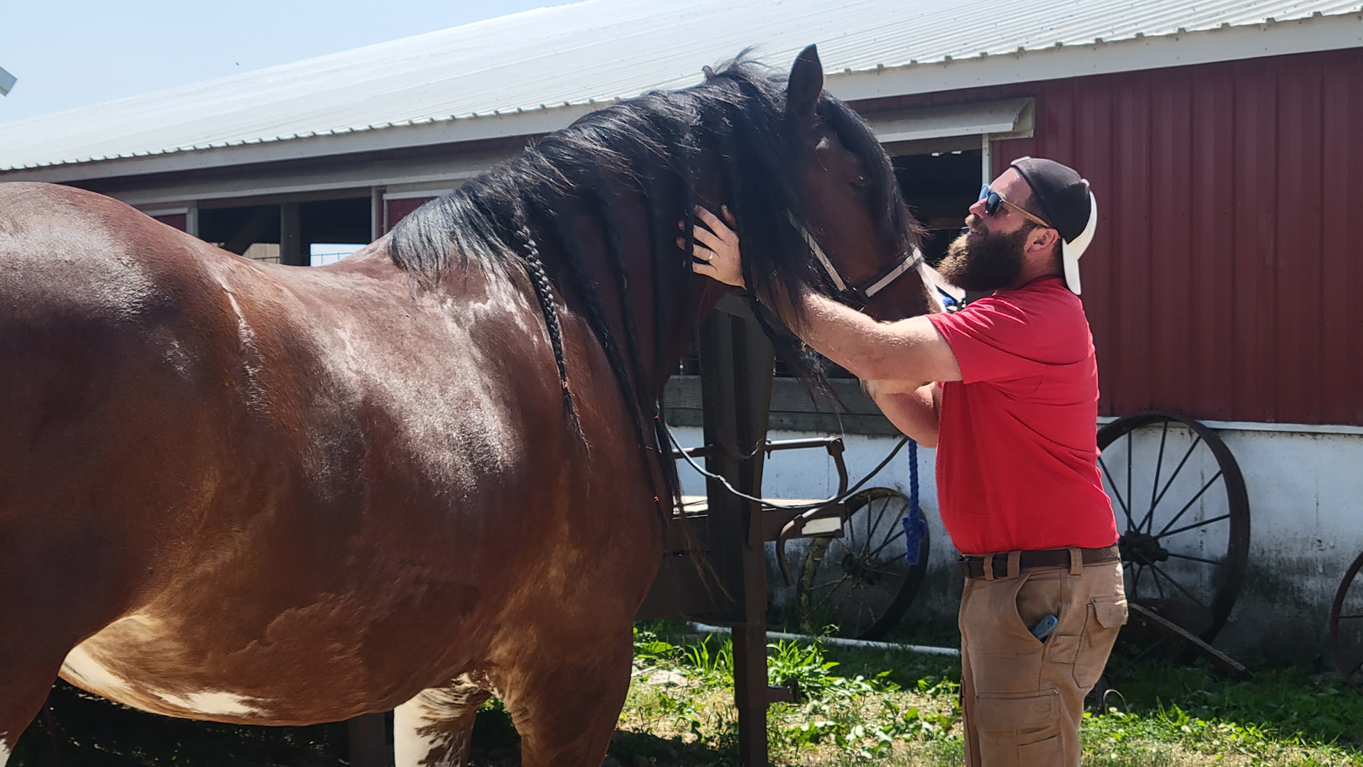 Farmer Dan Wegmueller prepares a brown horse for a horseback ride at his dairy farm.
