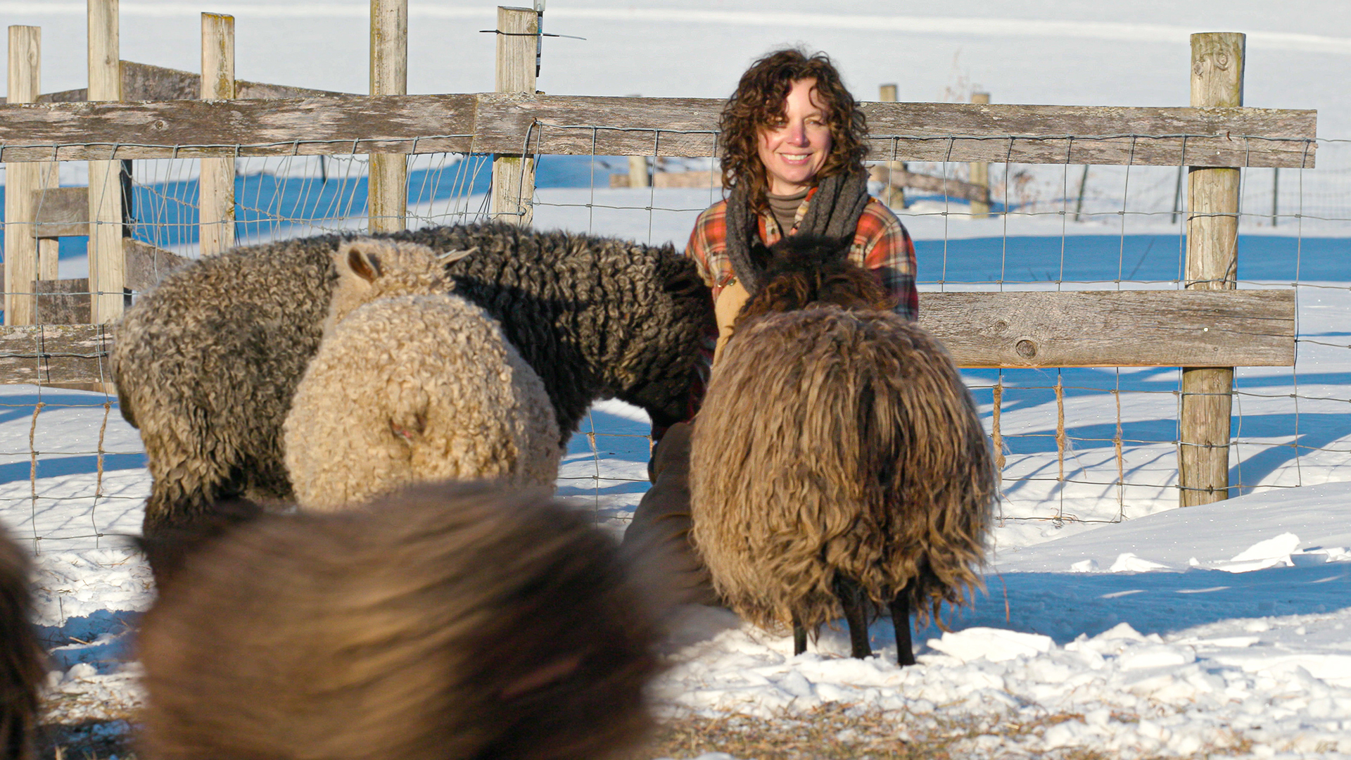 Fiber farmer Melissa Todd crouches down and tends to her sheep in a snow-covered pasture at her farm.