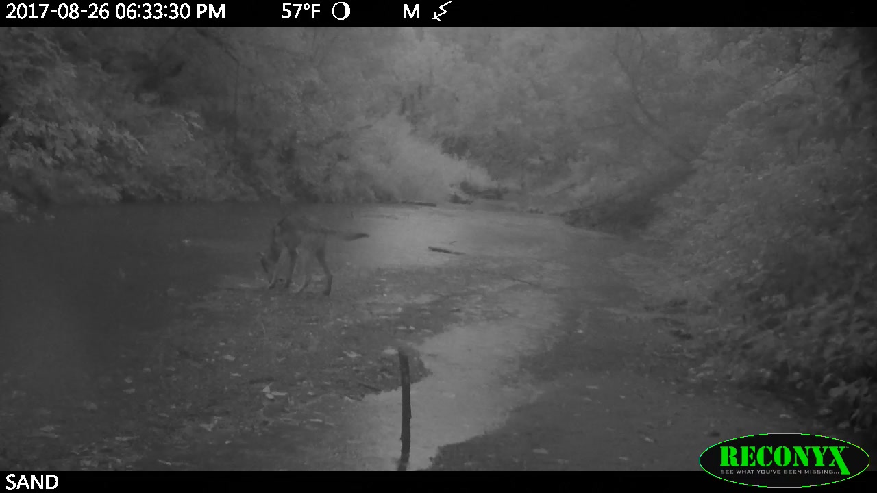 A grayscale still image from a trail camera video shows a wolf standing with its nose to a ground on a sandbar in a river, with foliage on either side and in the background.