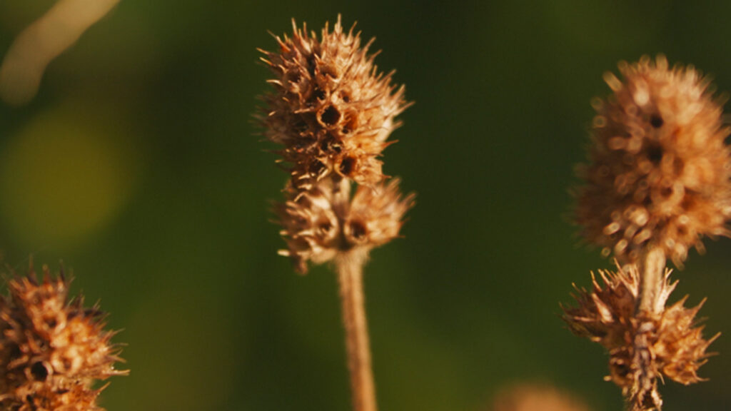 Brown seed heads towering on stems of a native plant.