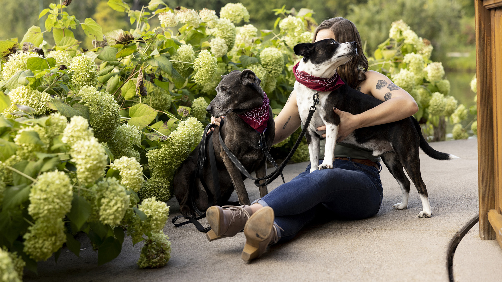 A woman sits on a concrete walkway and holds the front of a standing dog in her left arm while placing her right hand on a seated dog, with multiple flowering bushes in the background.