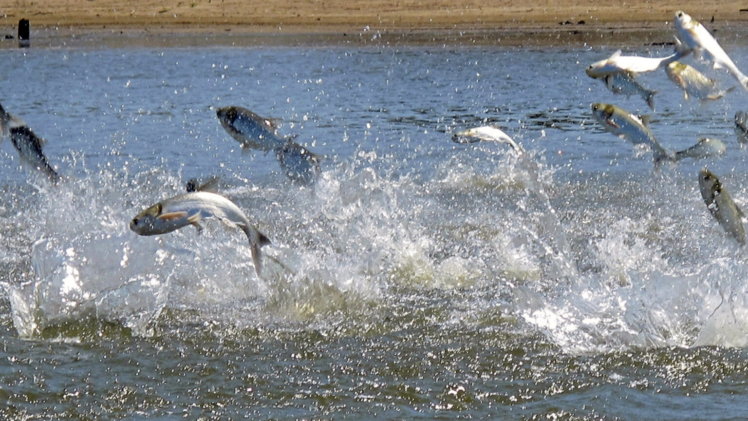 Multiple fish jump from the surface of a churning body of water, with a sandy beach in the background.
