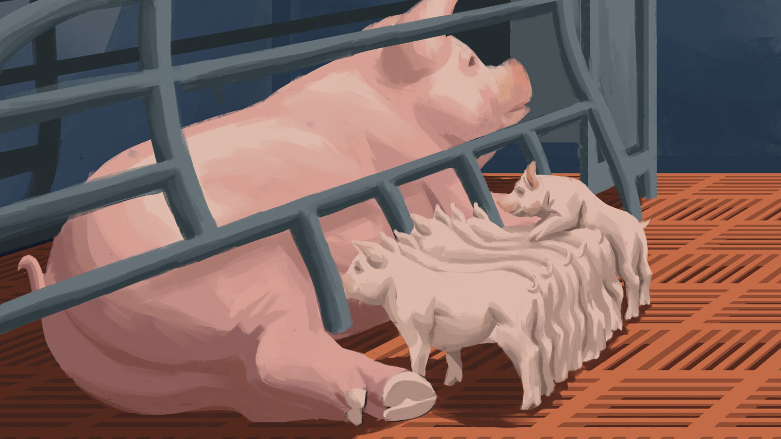 An illustration shows six piglets suckling on a sow laying on its side on a metal grate floor and behind a metal railing.