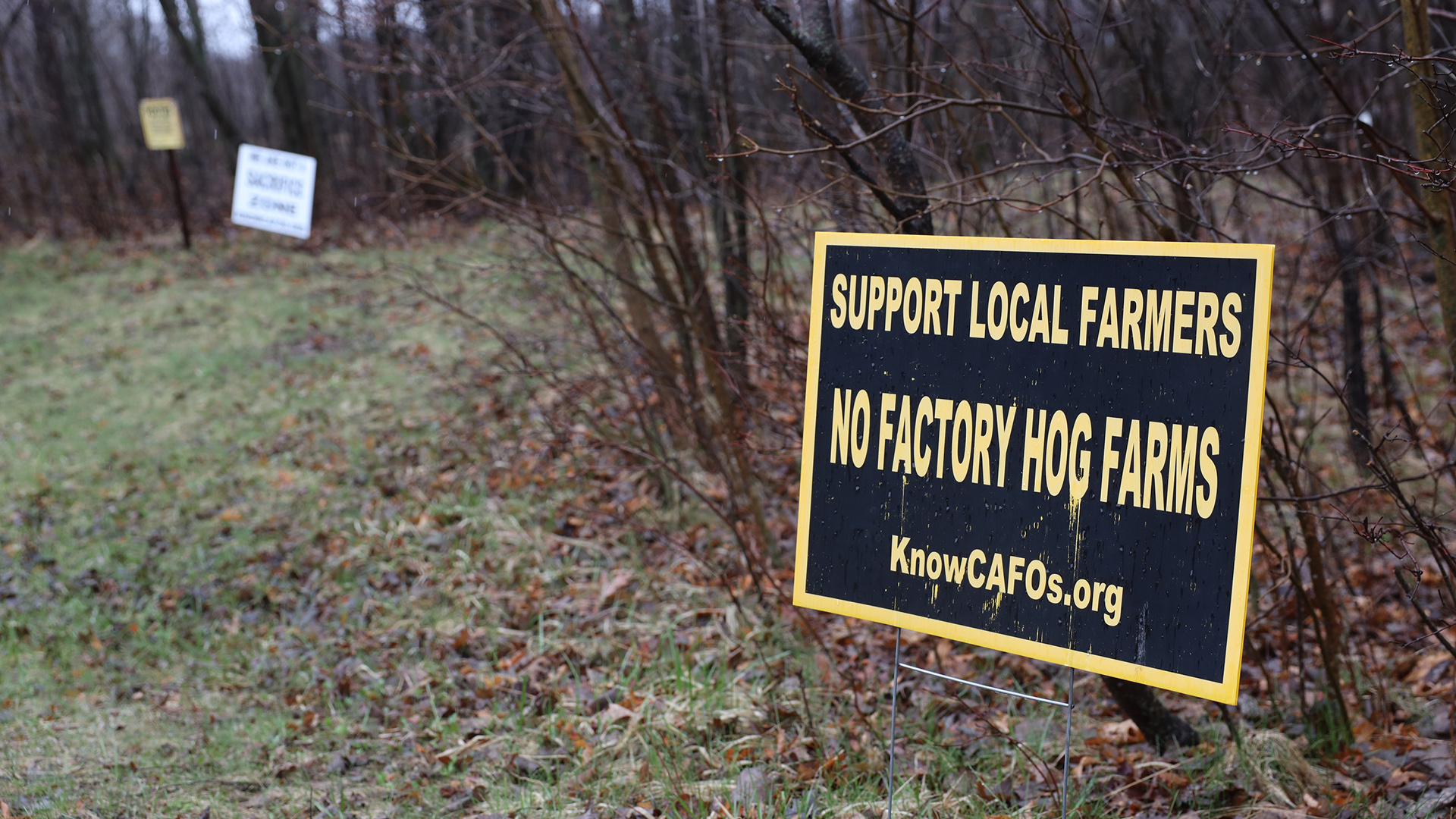 A printed sign with the words "Support Local Farms" and "No Factory Hog Farm" is mounted on yard sign stakes on a lawn, with leafless bushes and trees in the background.