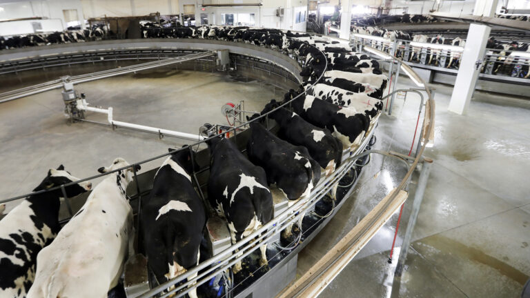 Dozens of cows are arrayed in a circle facing inward on two carousel machines in a large milking parlor with a concrete floor.