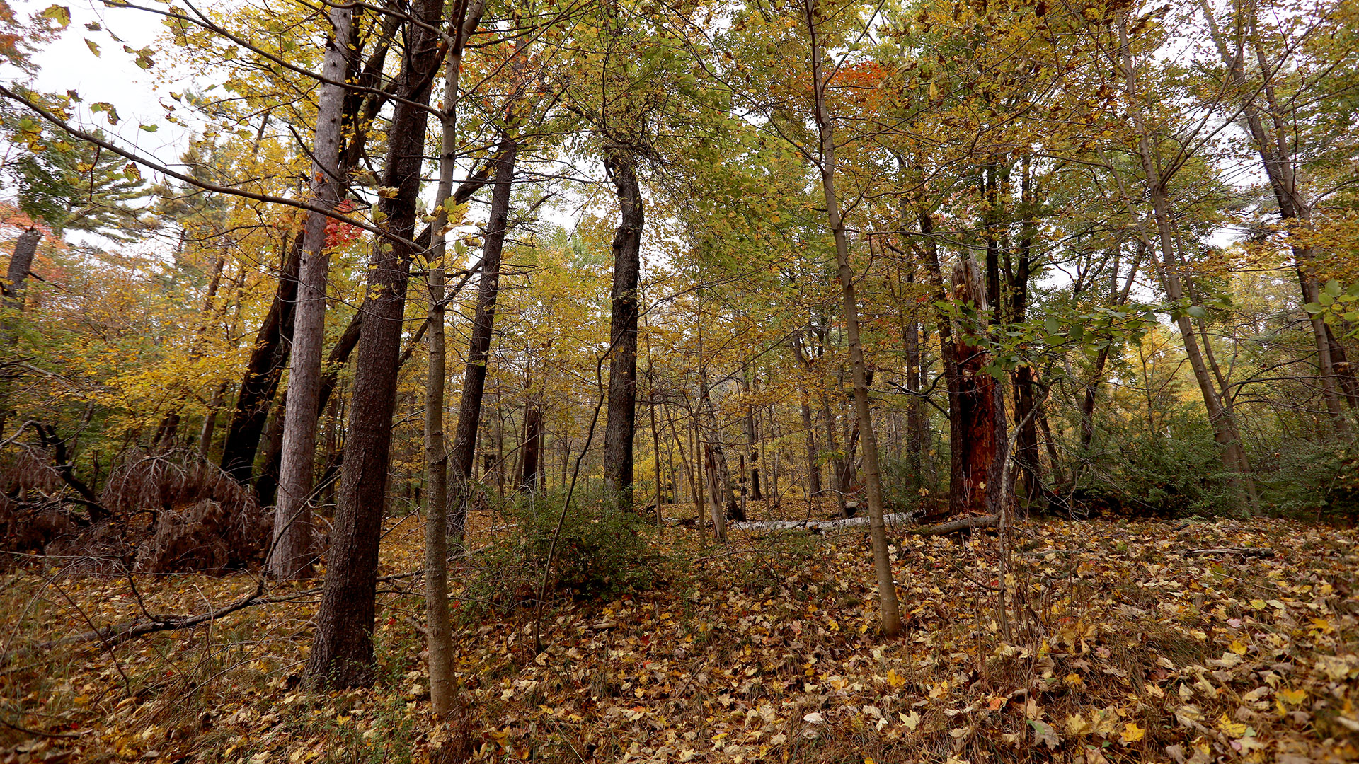 A canopy of trees with multiple colors of leaves on their branches stand over a leaf-covered forest floor, with low foliage near some trunks.