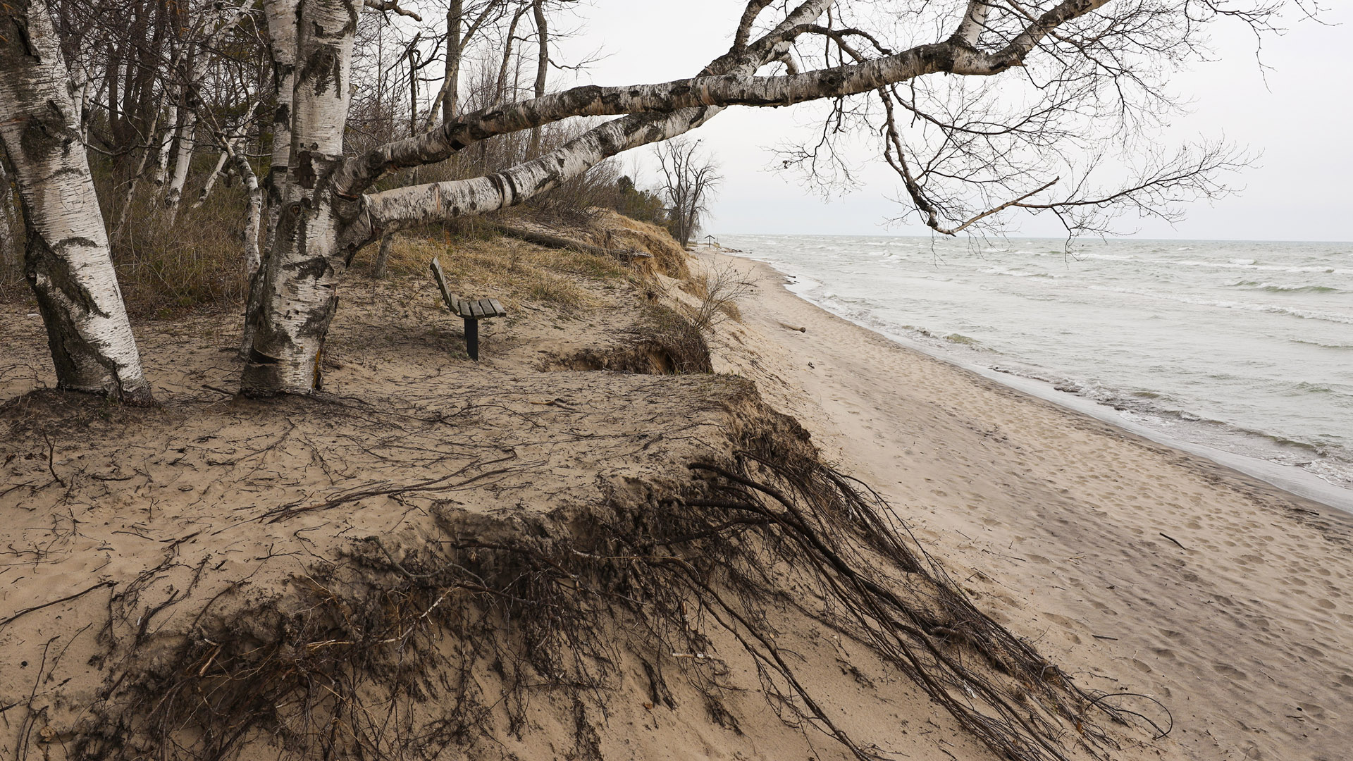A park bench stands at the edge of a low sandy bluff, with leafless trees on its inland side and a short slope with exposed roots above a narrow beach next to a body of water extending to the horizon.