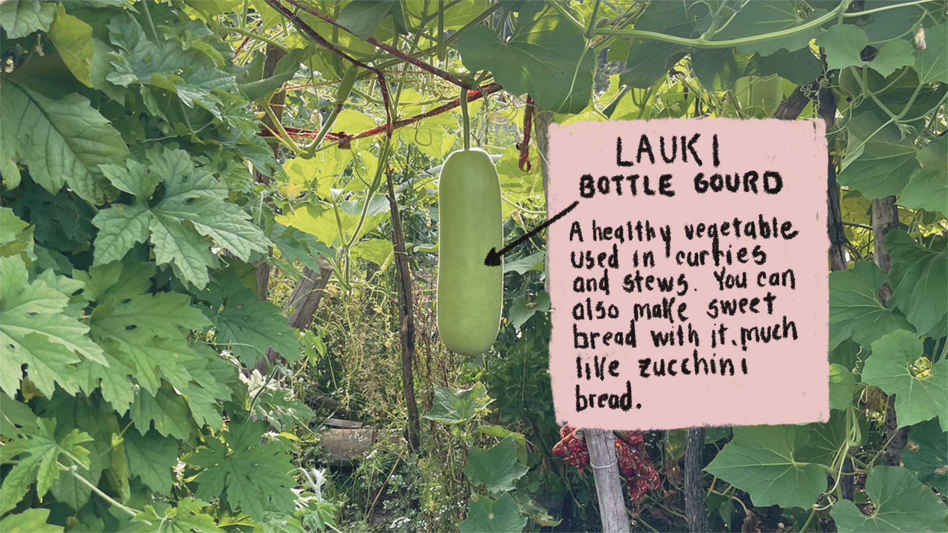 A photo of a Lauki or a Bottle Gourd with a lable on which is hand written: "A healthy vegetable used in curries and stews. You can also make sweet bread with it much like Zucchini bread.