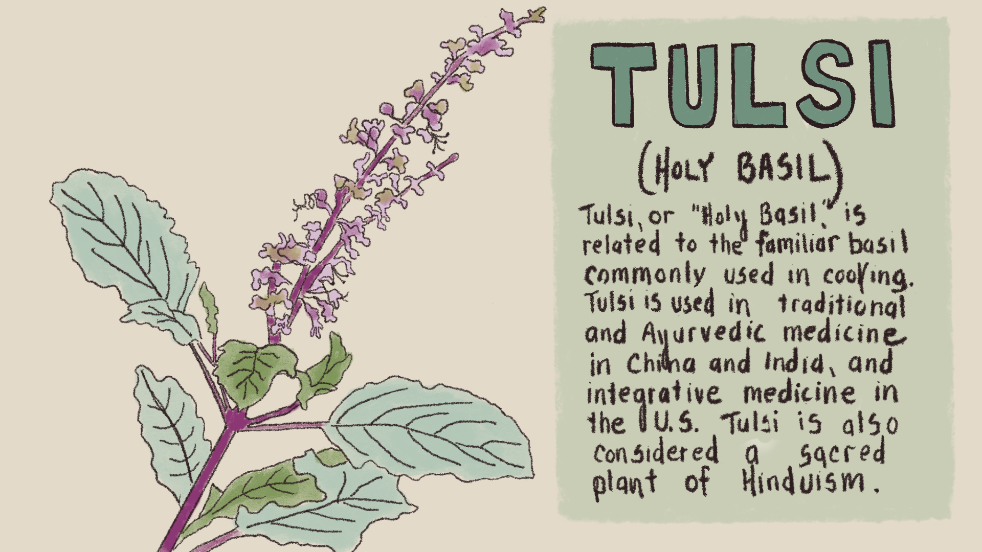 An illustration of a Tulsi plant with a label that reads: "Tulsi (Holy Basil) is related to the familiar basil commonly used in cooking. Tulsi is used in traditioanl and Ayurvedic medicine in China and India, and integrative medicine in the U.S. Tulsi is also considered a sacred plant in Hindusism.