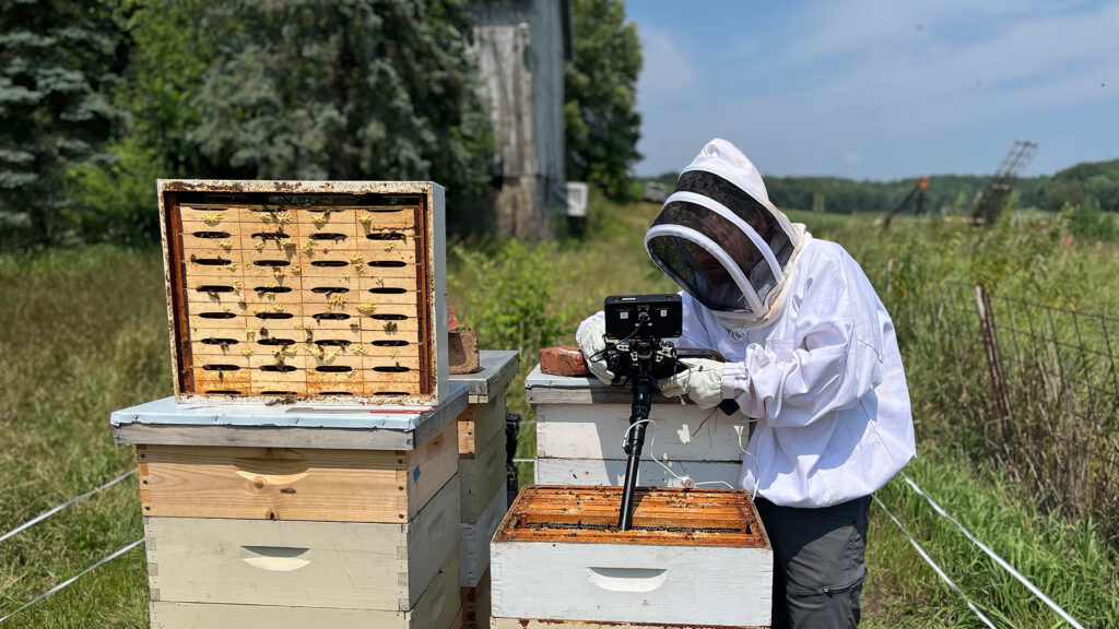 Person in a beekeeping suit inspecting a hive and recording with a camera.