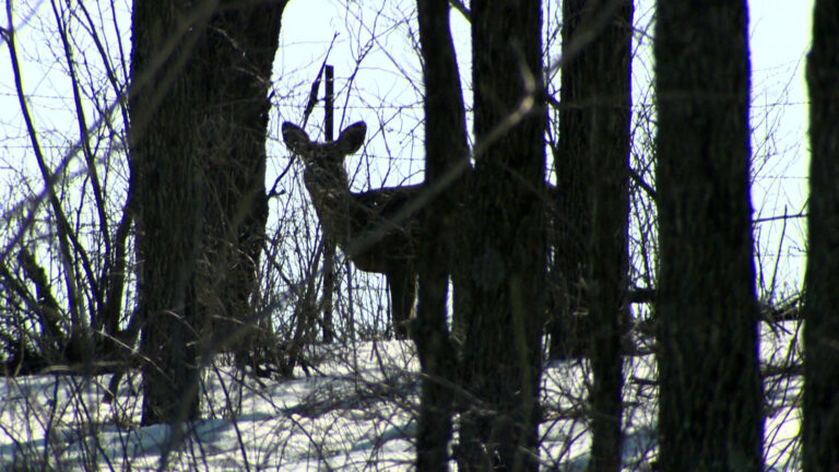 A standing doe is seen in silhouette at the top of a wooded hill with leafless trees, snow on the ground and a barbed wire fence at its crest.