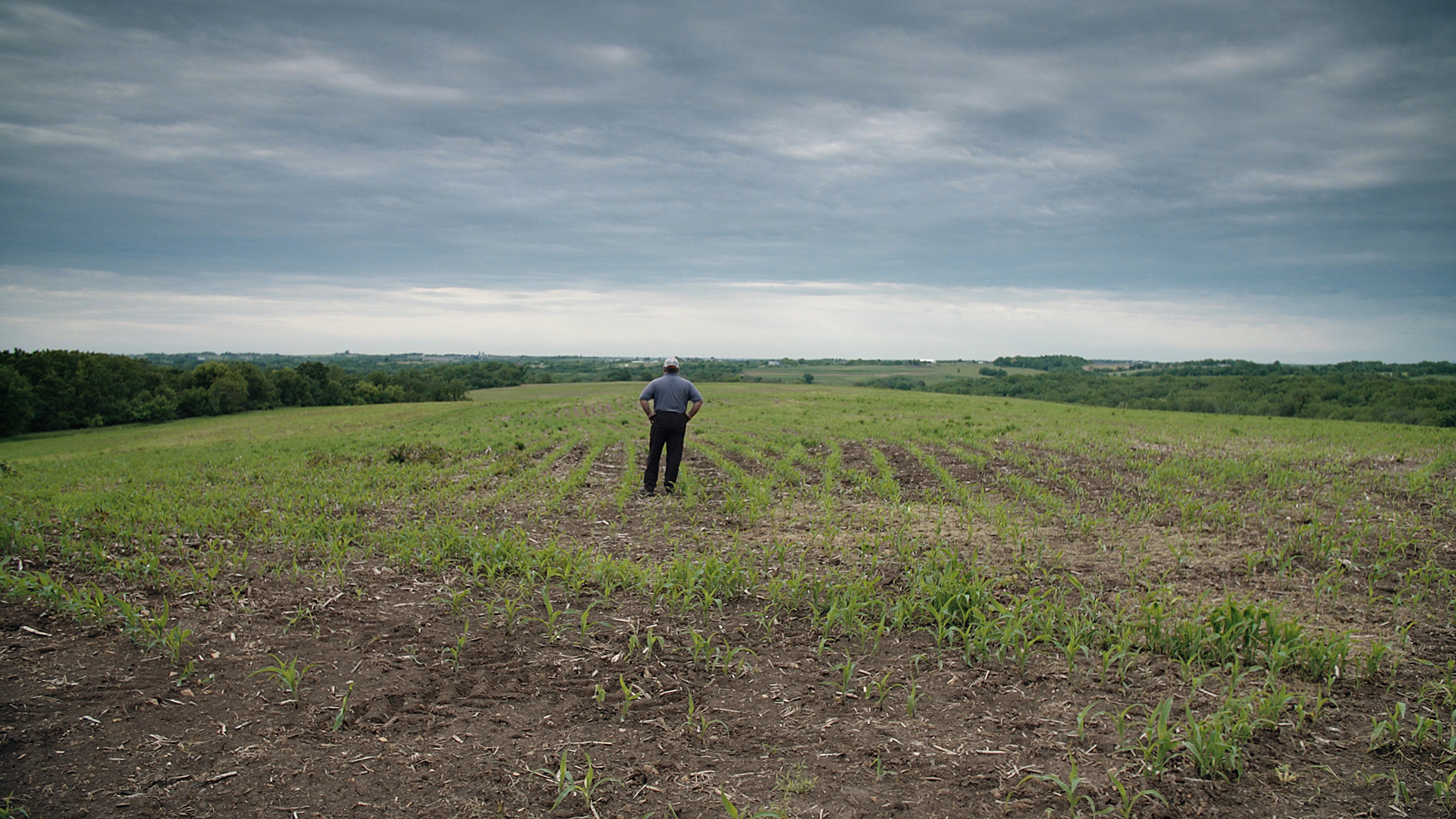 A farmer stands in the middle of a soybean field with his back to the camera.