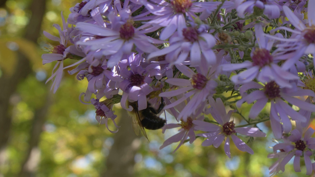 A bee clinging to a bunch of light purple flowers with shady woods in the background.