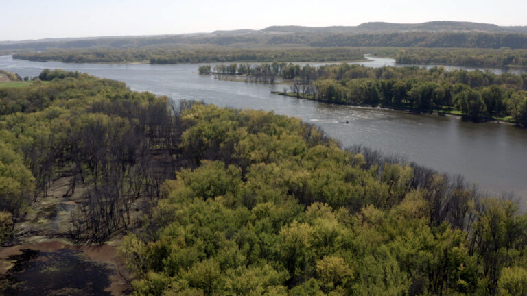 An aerial photo shows trees with mostly green and some yellow leaves, along with many with no leaves, on land located along the shores of and among different islands in the channels of a river, with tree covered bluffs on the opposite shore under a clear sky.