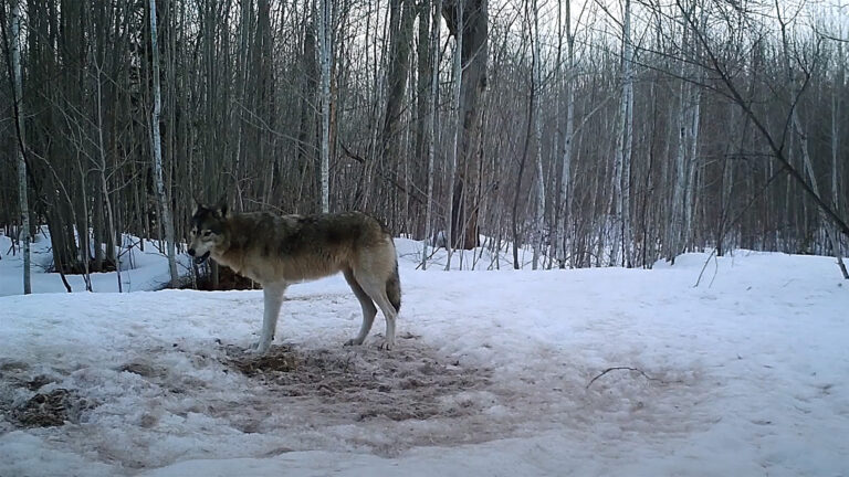 A wolf stands in a snow-covered clearing with leafless birch and other trees in the background.