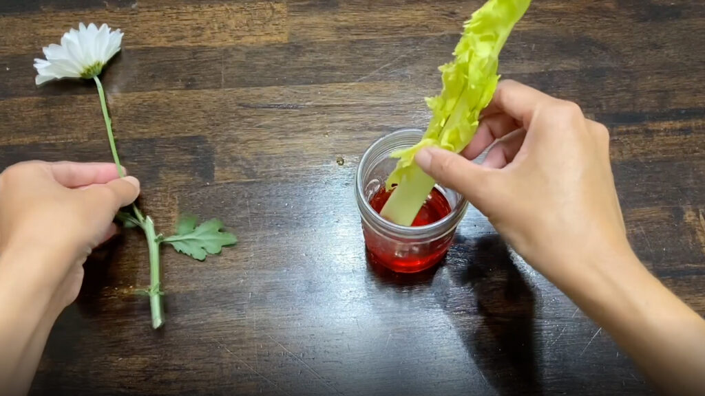 A pair of hands hold a white flower and a celery stalk on a table with a glass jar of water dyed red.