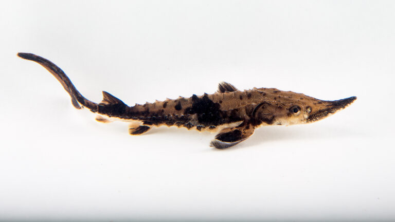 A lake sturgeon specimen is seen from the side against a blank background.