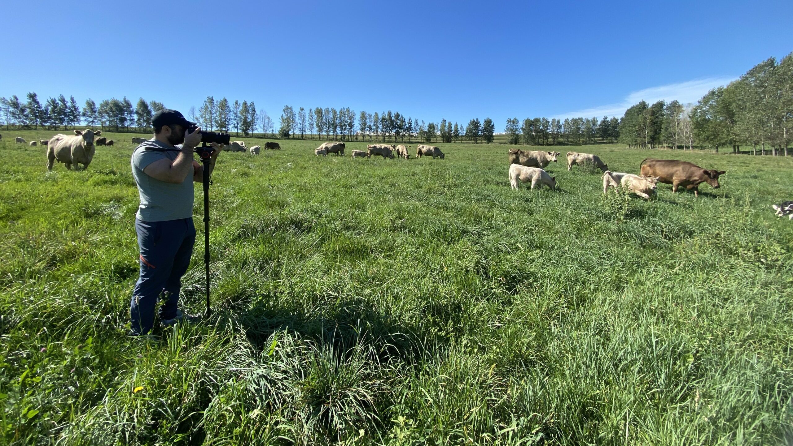 A person with a camera films cows as they graze on a pasture on a sunny day.