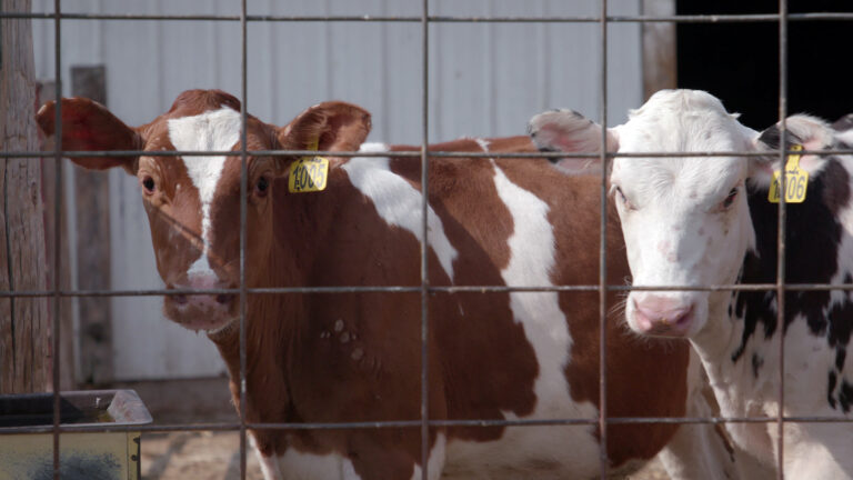 Two cows with ear tags stand outside a metal-walled barn, with an out-of-focus heavy-gauge woven wire fence in the foreground.