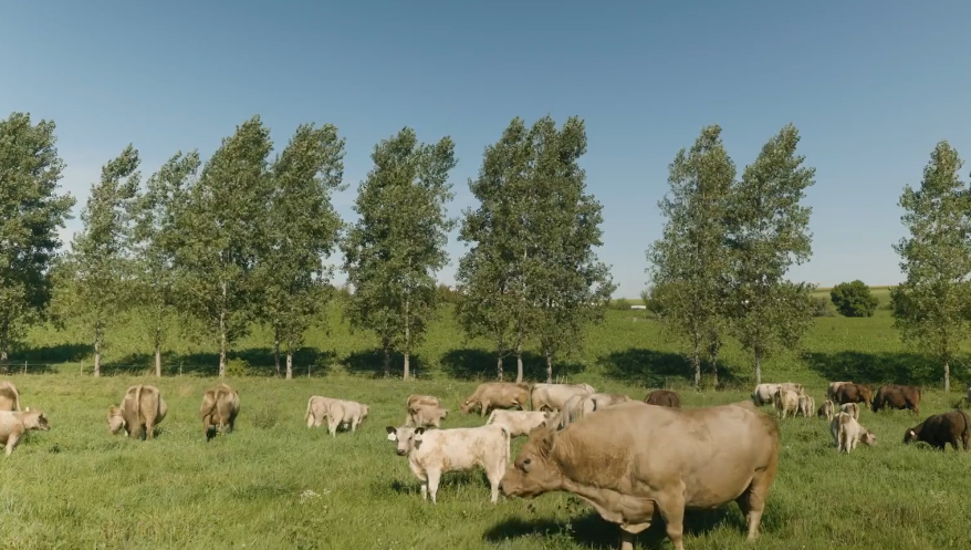 Cows graze in a pasture with trees in the background.