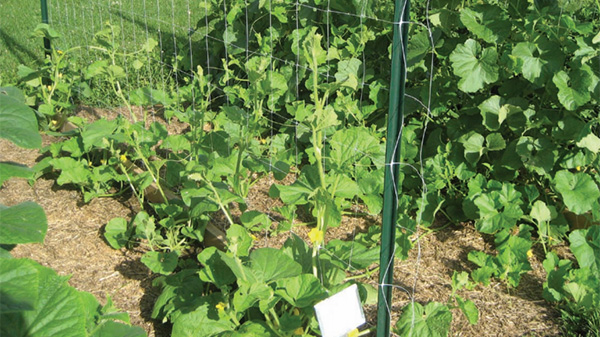 Green garden is planted along a fence.