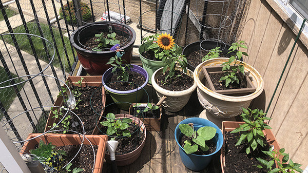 Start a small space garden