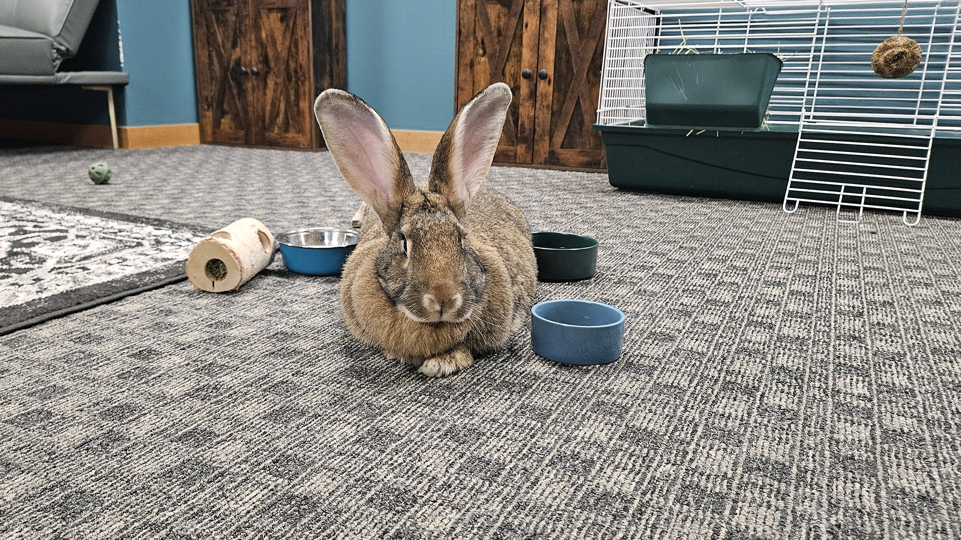 A rabbit sits on a low pile carpet, surrounded by small dishes and a piece of a log for chewing, with a wire hutch and wood cabinets with closed doors in the background.