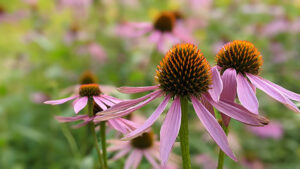 Plant perennials to give your garden year-to-year beauty