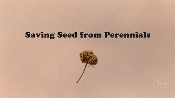 Brown perennial plant centered over light brown background with the black text reading Saving Seed from Perennials’ toward the top.