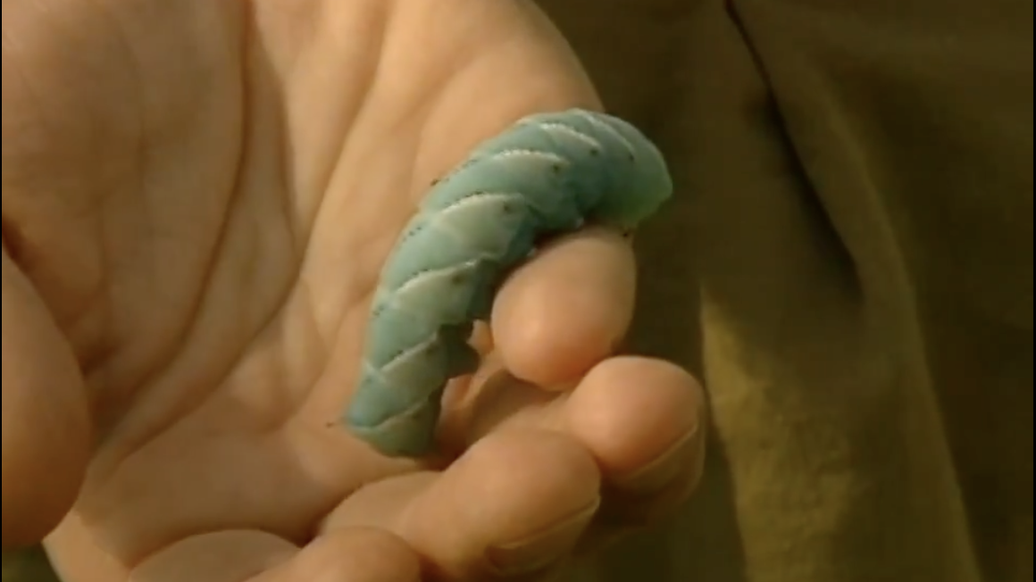 A tomato hornworm caterpillar inches and moves across a person's hand.