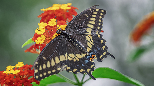 A black and gold monarch flies around a red and yellow flower.