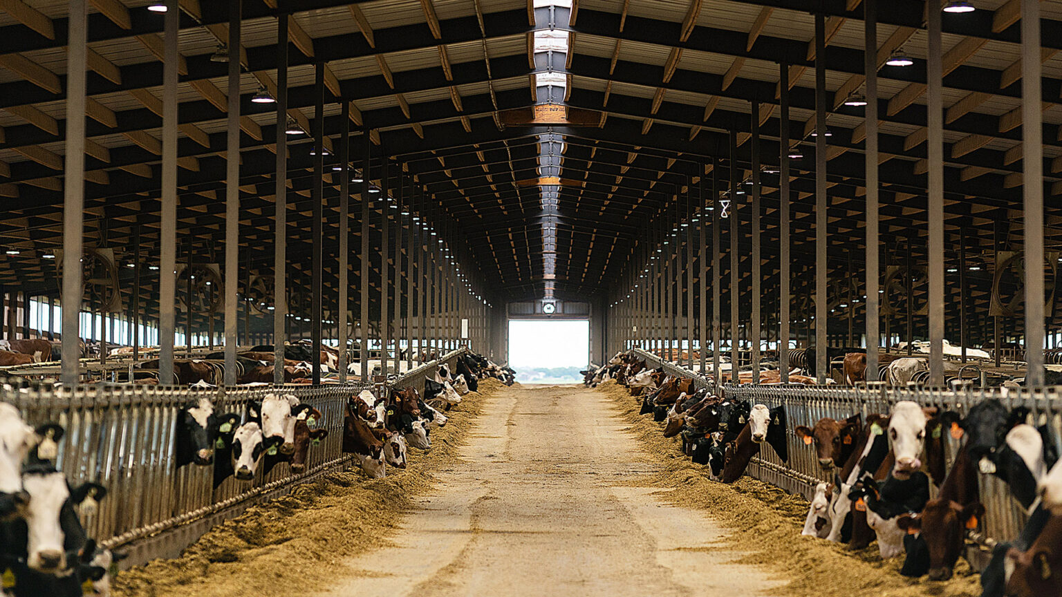 Cows stand with their necks in metal feeder panels on either side of a central walkway in a large barn with wood support poles, overhead lights and an open door at the far end.