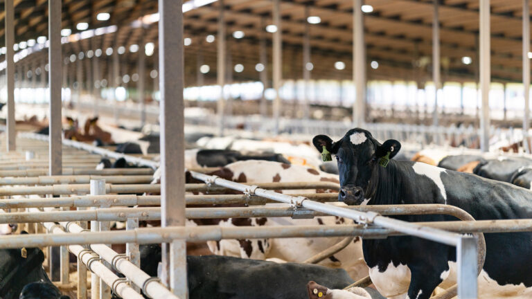 A cow lifts its head while standing among other cows in metal feeder panels inside large barn with wood support poles and overhead lights.