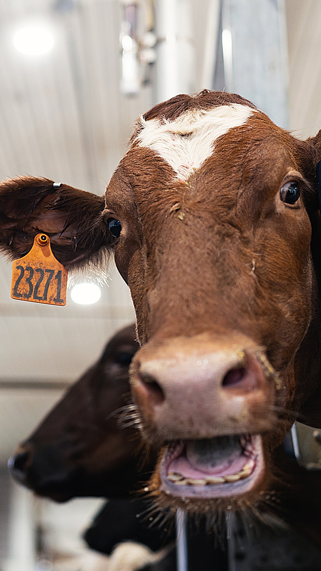 A cow with an ear tag number of "23271" moos while standing next to other cows.