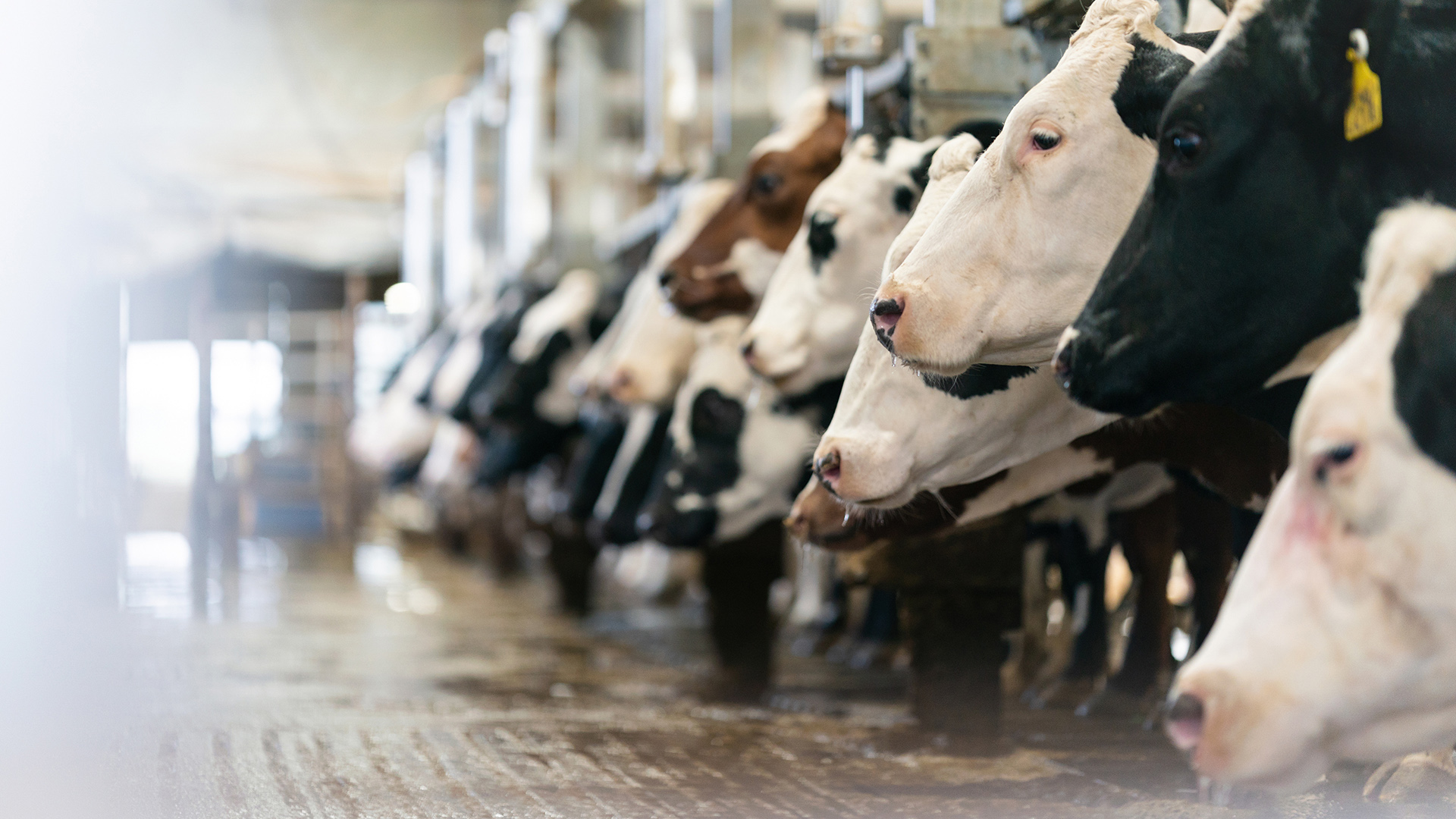 The heads of multiple cows with ear tags are arrayed in a line facing the same direction away from a metal apparatus.