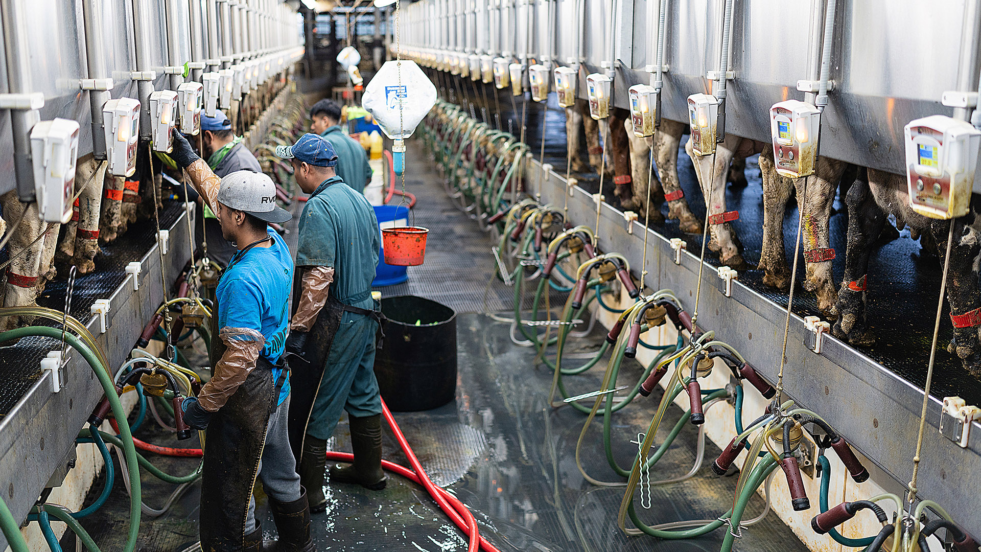 Multiple workers wearing aprons and elbow-length gloves stand on the floor next to elevated metal stalls with mechanical monitors and multiple tubes, facing rows cow legs and udders visible in an opening of the apparatus.