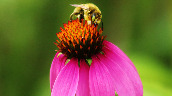 Bee landing on and pollinating a pink flower.