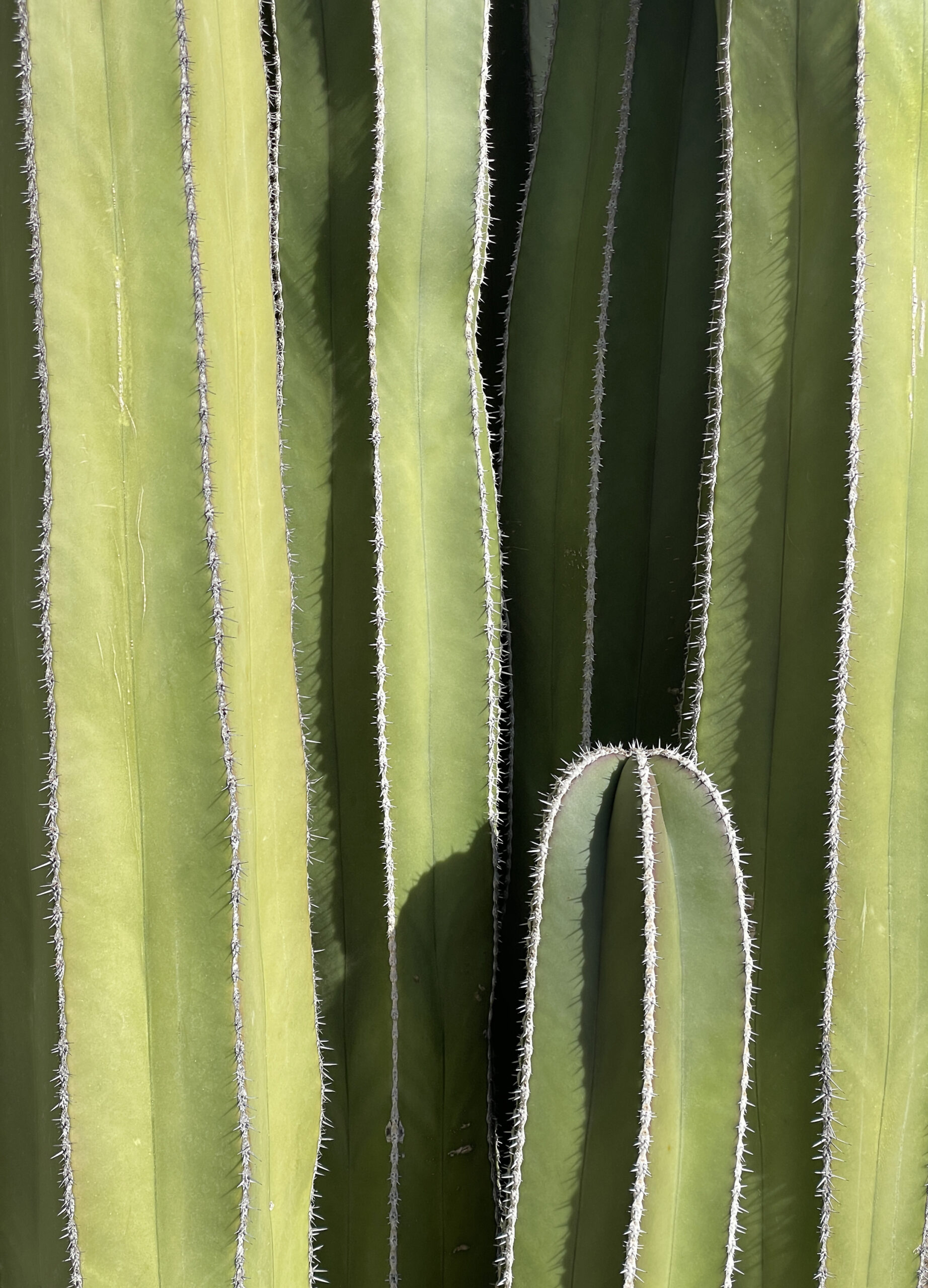 Closeup of cactus.Don’t Be So Picky | Photo by Katherine Murphy, Fitchburg, Wisconsin. First Place, 2024 Abstract.