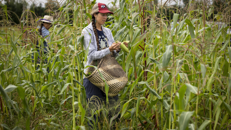 Lea Zeise holds an ear of corn in both hands over a woven straw basket while standing in a field of maize, with another person standing in the background.