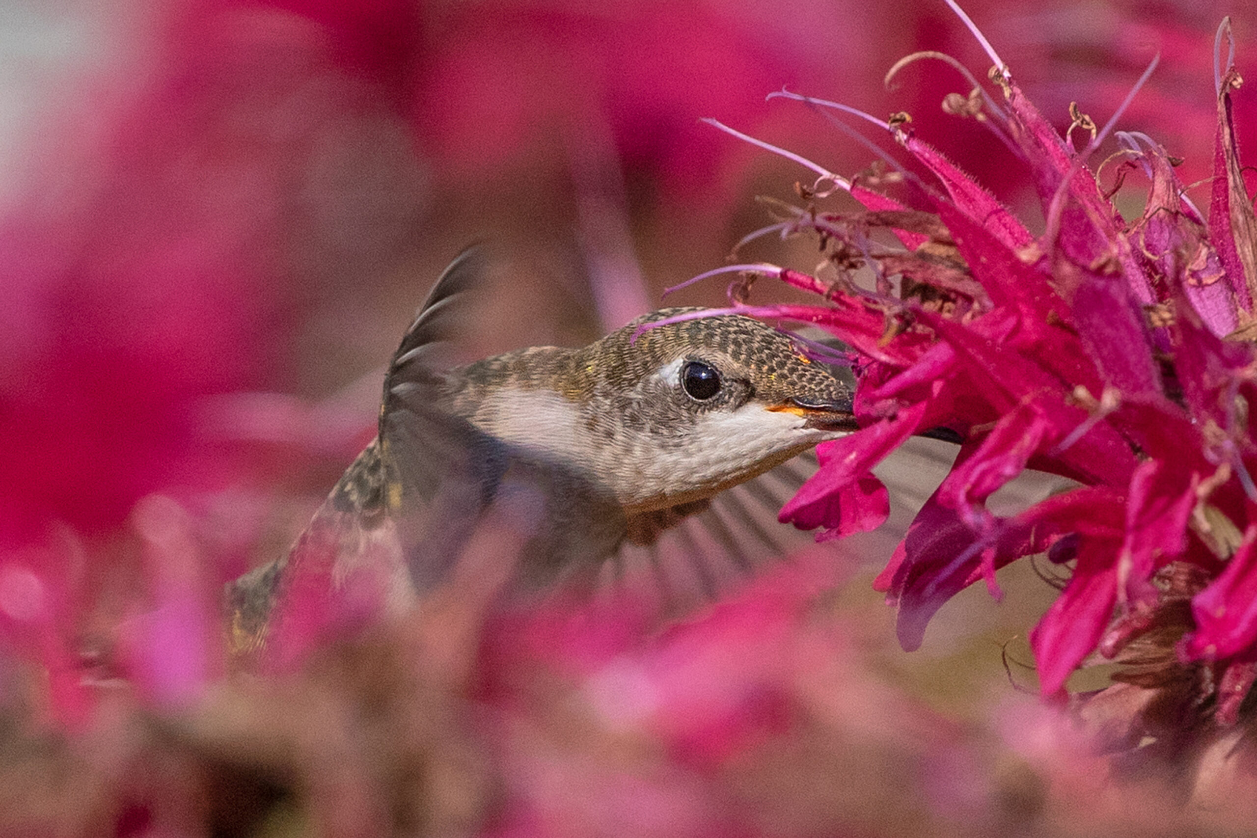 Photo of bird hiding in flowers.Almost Hidden | Photo by Katherine Westover, Sherwood, Wisconsin. First Place, 2024 Birds and Bees.