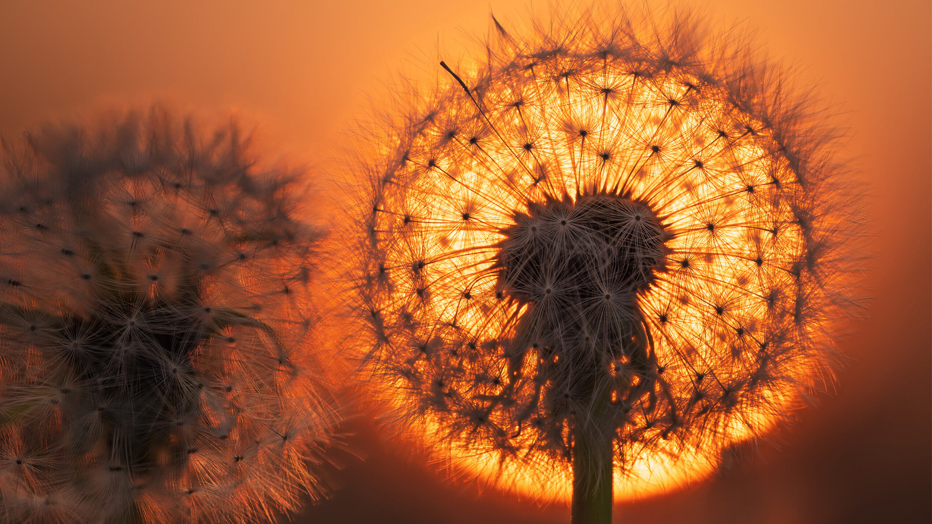 Dandelions in a field with glow of sun in background. Dandelion Eclipse, Viewers Choice, Macro, Jerry Behrendt, Menasha, WI.