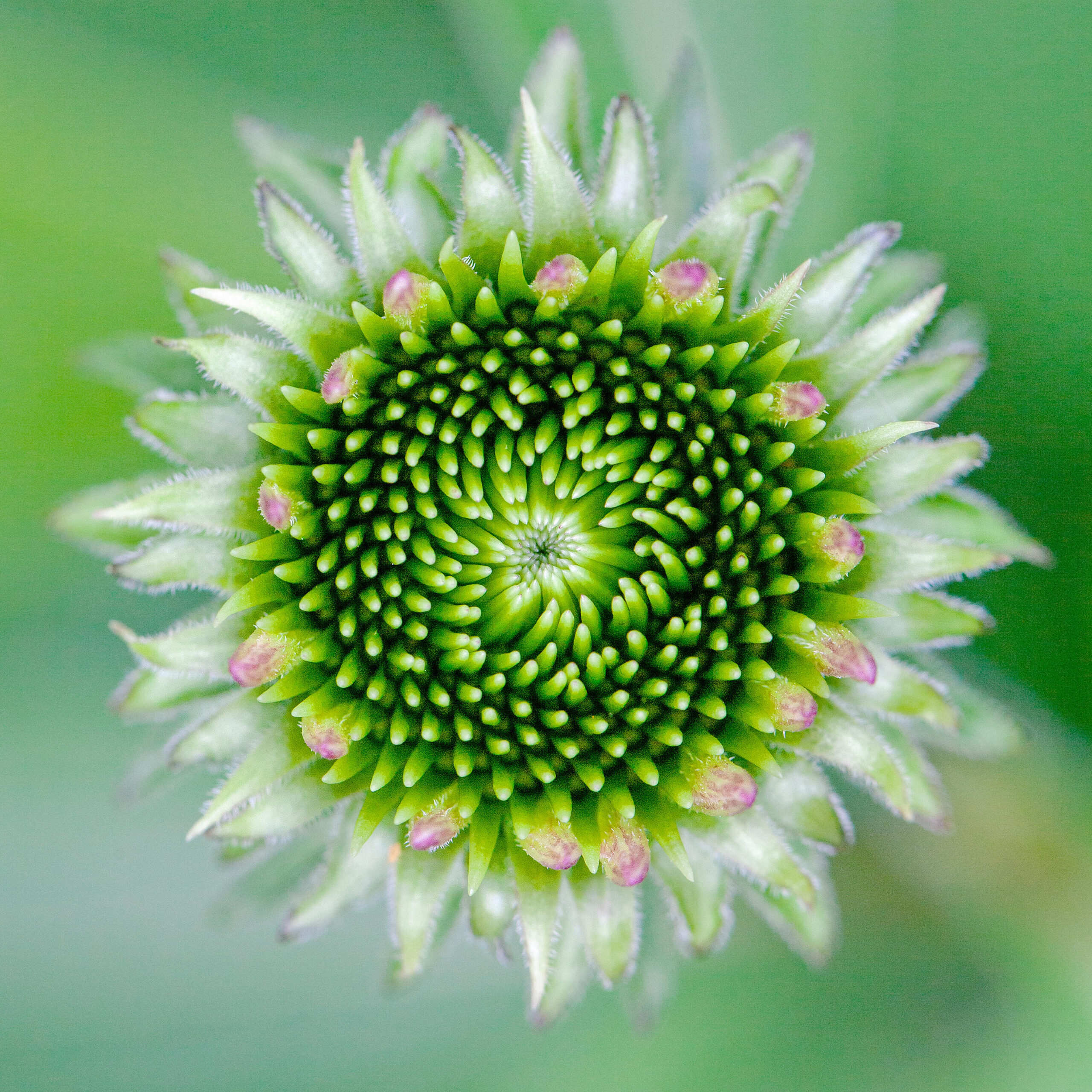 A closeup of a green bloom.Bloom Begins | Photo by Katherine Westover, Sherwood, Wisconsin. First Place, 2024 Macro.