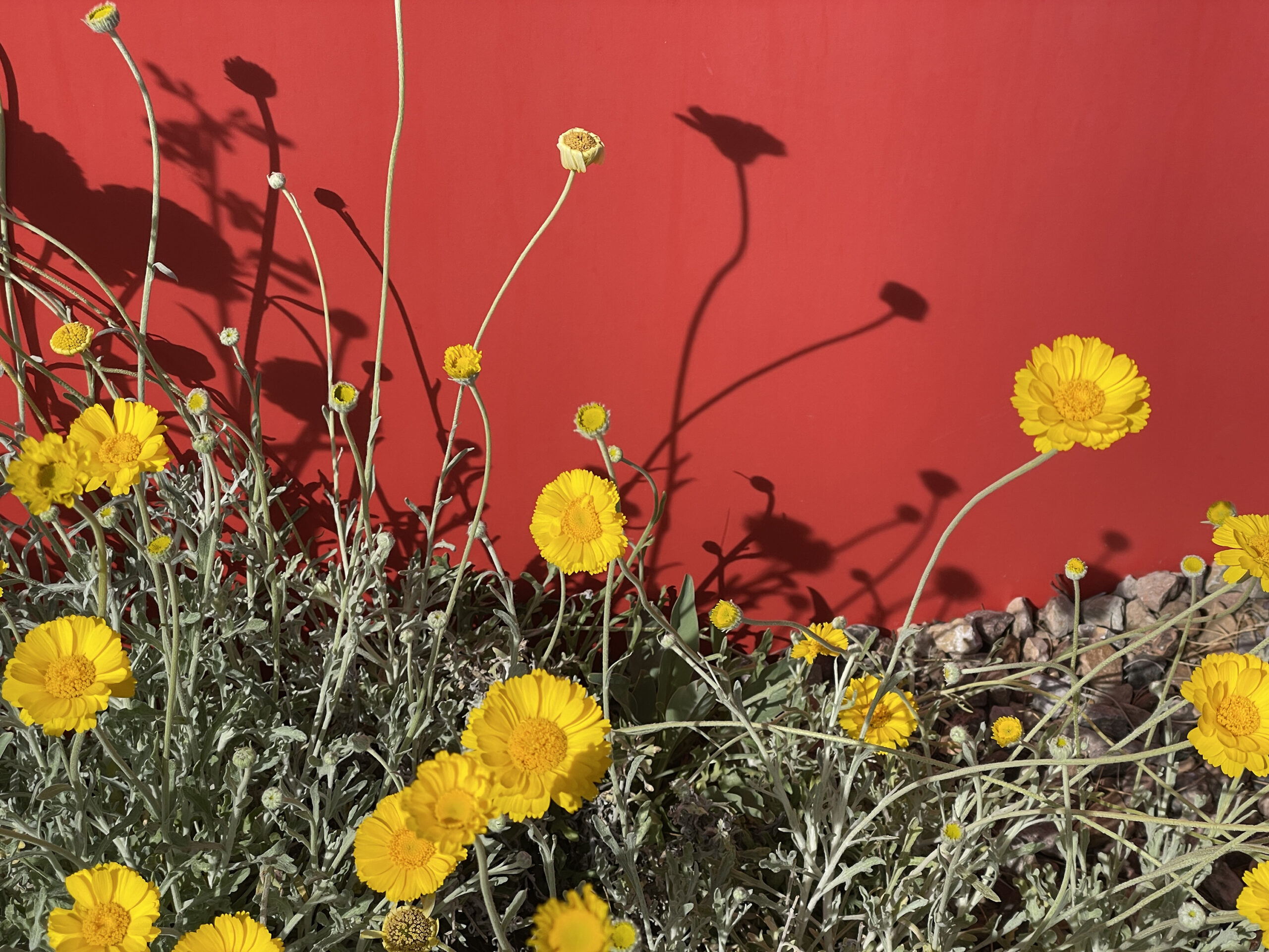 Sunflowers growing among weeds in front of a red wall.Sunny Side of the Street | Photo by Katherine Murphy, Fitchburg, Wisconsin. First Place, 2024 Plants and Flowers.