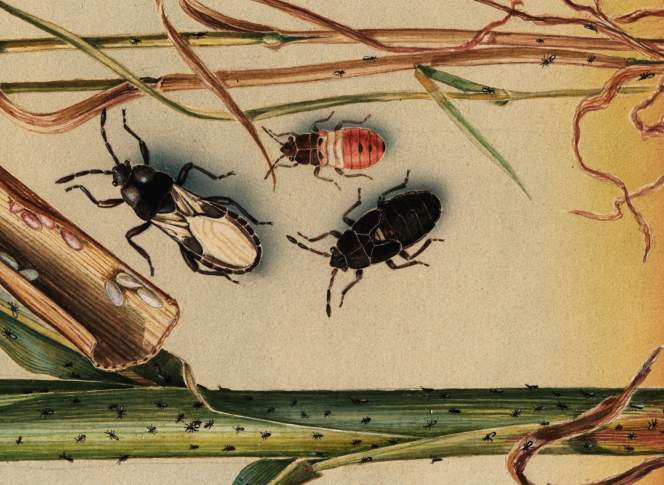 Art Cushman via insectimages.org