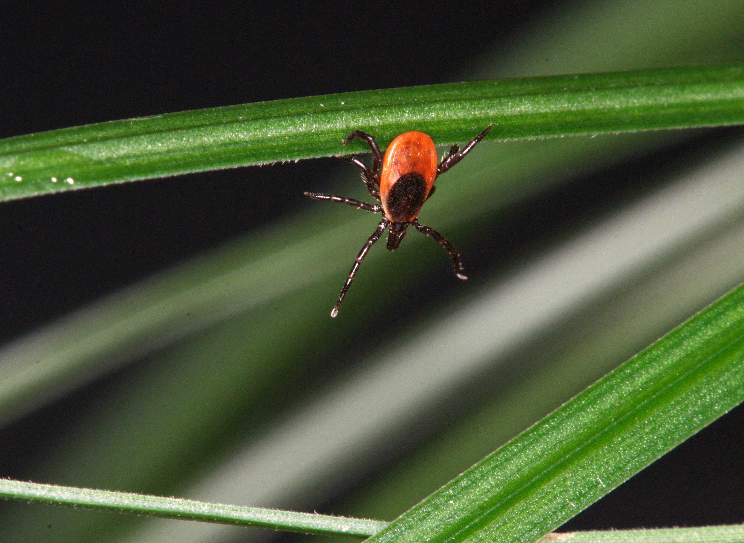 health-insects-ticks-