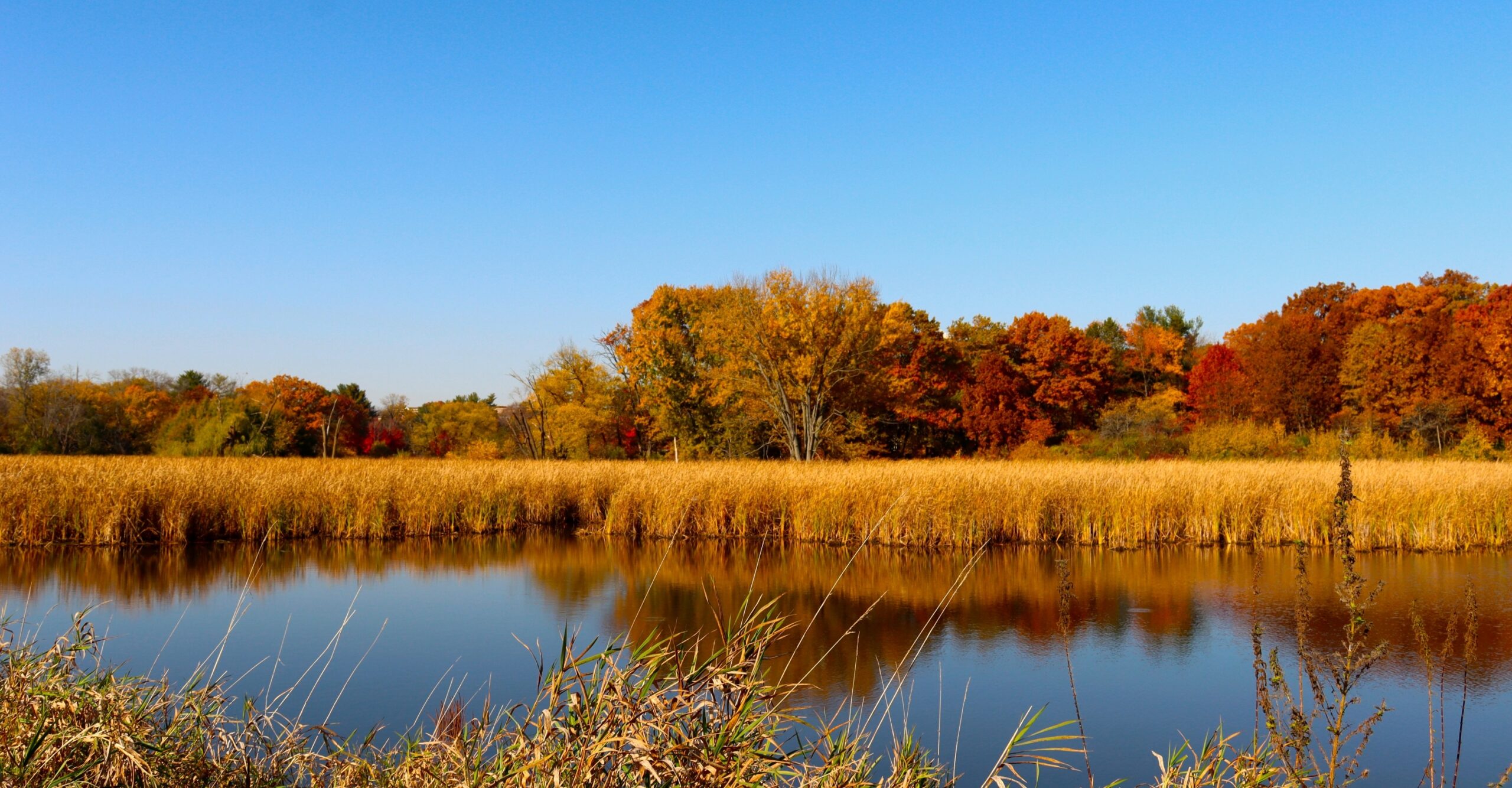 Forest along marsh near water in fall as leaves were turning color. "Autumn Reflections" in the Landscape category at the 2024 Lawn & Garden Expo by Alissa Kulinski of Madison, Wisconsin.