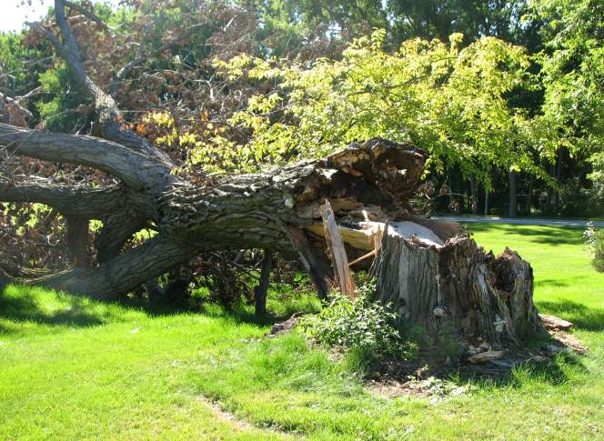 Poplar tree toppled by windthrow Poplar tree toppled by windthrow