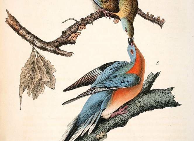 John James Audubon (via Wikimedia Commons)